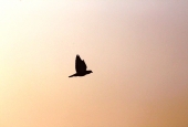 IIP Online Student Photography